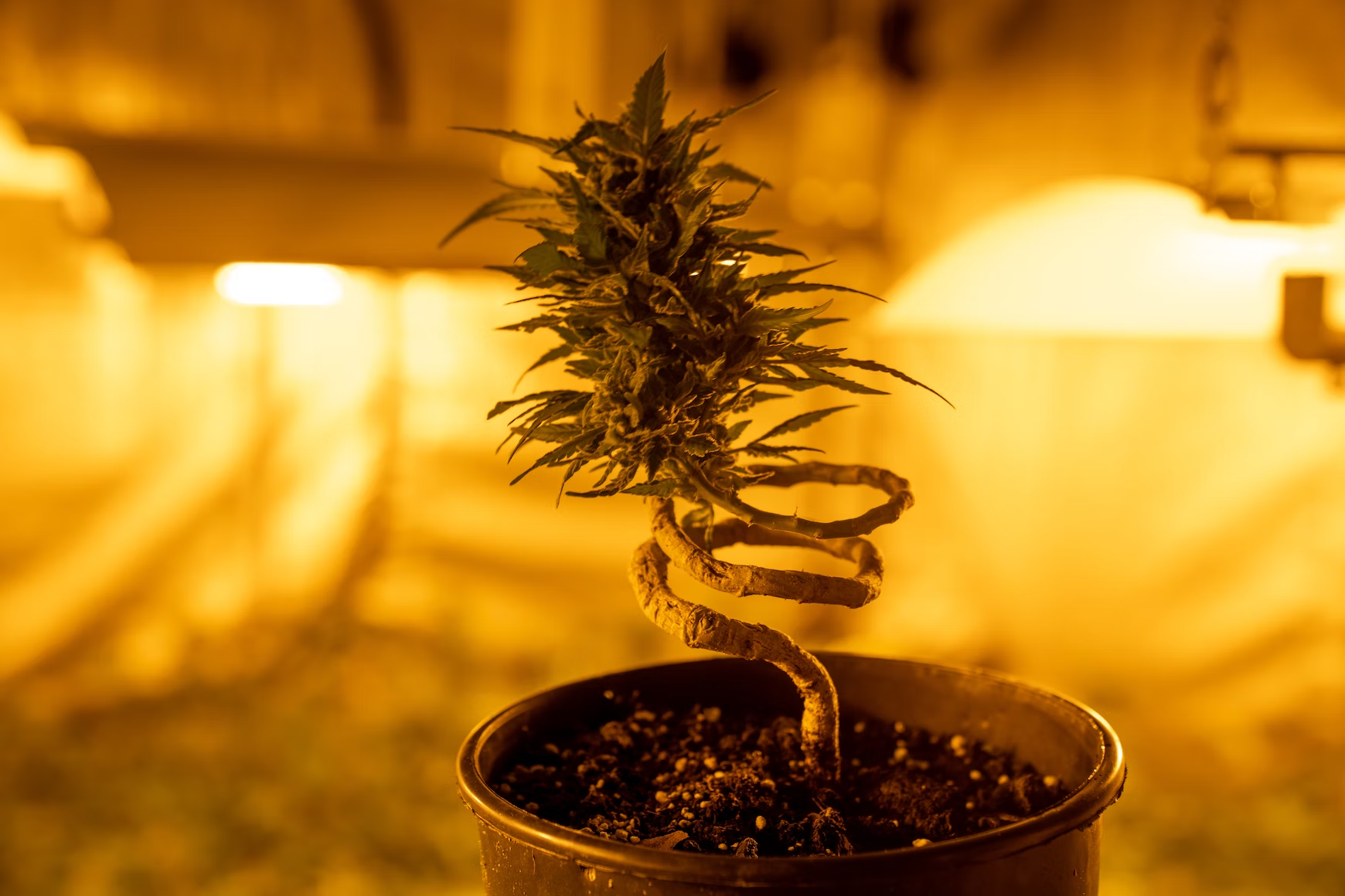 The Importance Of PH Levels In Cannabis Cultivation How To Monitor And 